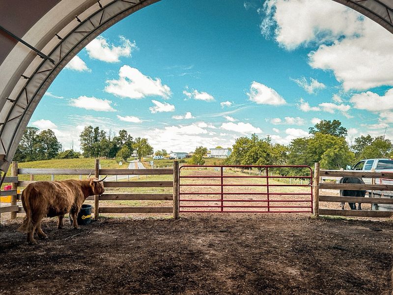 The Fluffiest Cows In Kentucky Live On This Farm And You Can Meet Them Up Close - Decor Hint The Drive Through Pendleton County