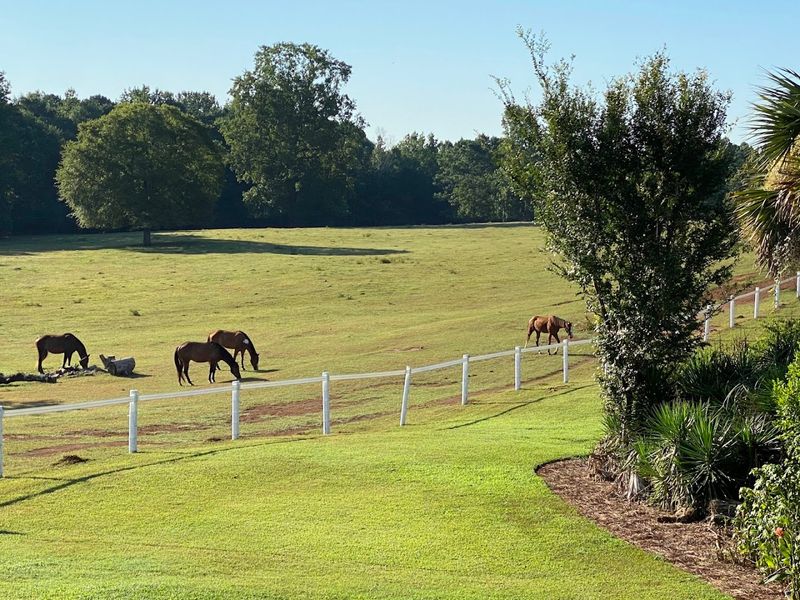Hands-On Horse Care That Teaches You Something Real