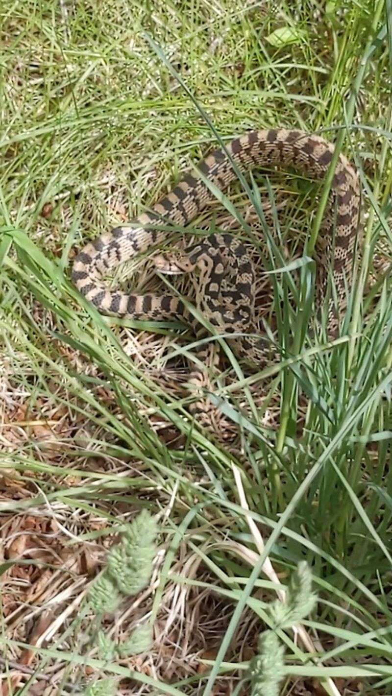 Wildlife Hiding In Plain Sight
