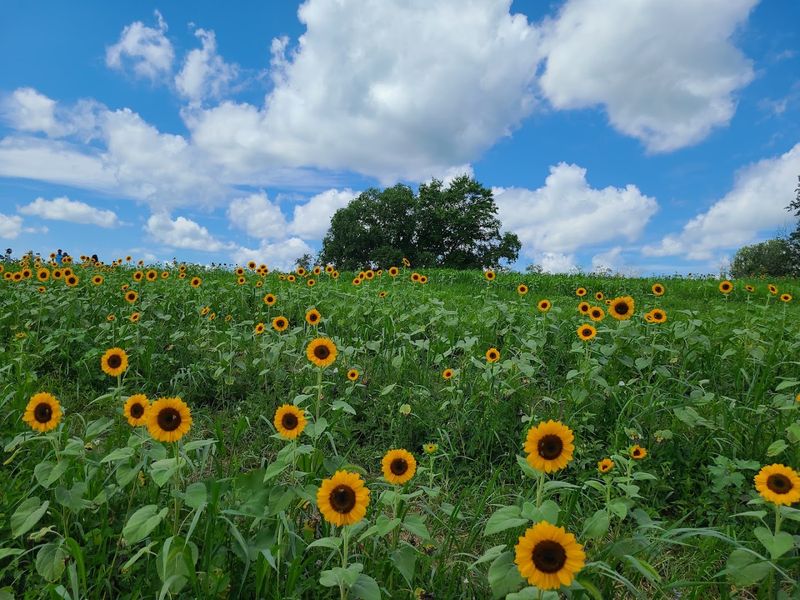 This Sunflower Field In Maryland Captures Peak Summer Magic - Decor Hint Planning Your Visit Like A Pro