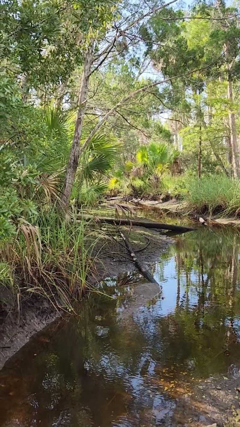 Econfina River, Lamont
