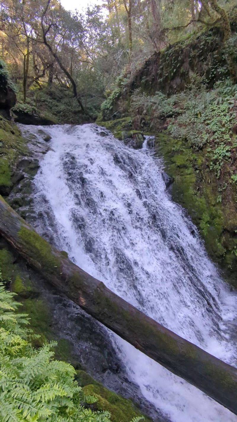 Cataract Trail, Mount Tamalpais Watershed, Marin County, California