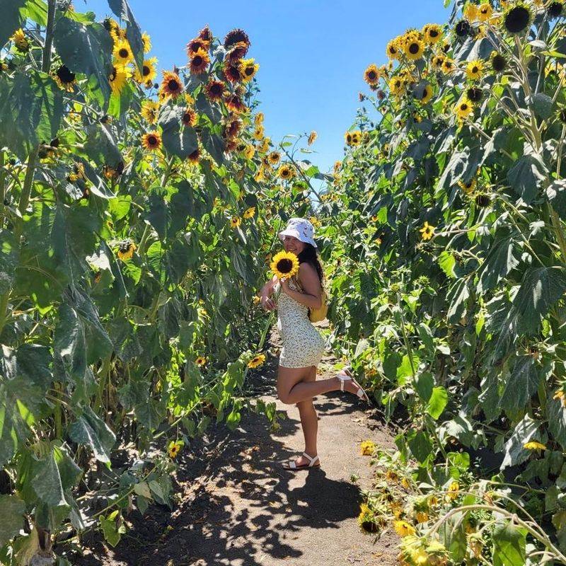 Hana Field by Tanaka Farms, Costa Mesa