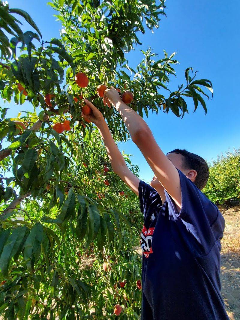 California Peach Season Is Here And These 10 Orchards Belong On Your Summer Road Trip - Decor Hint Johnson U-Pick Farm, Gridley