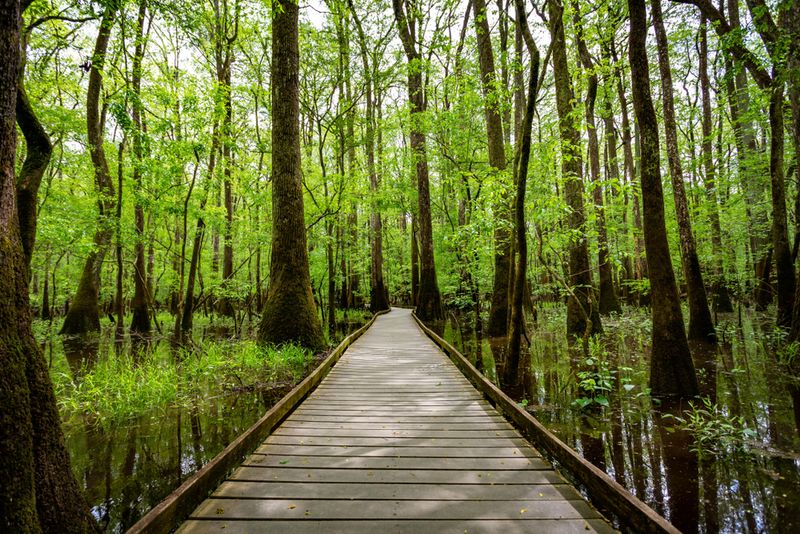 Congaree National Park, Hopkins Area