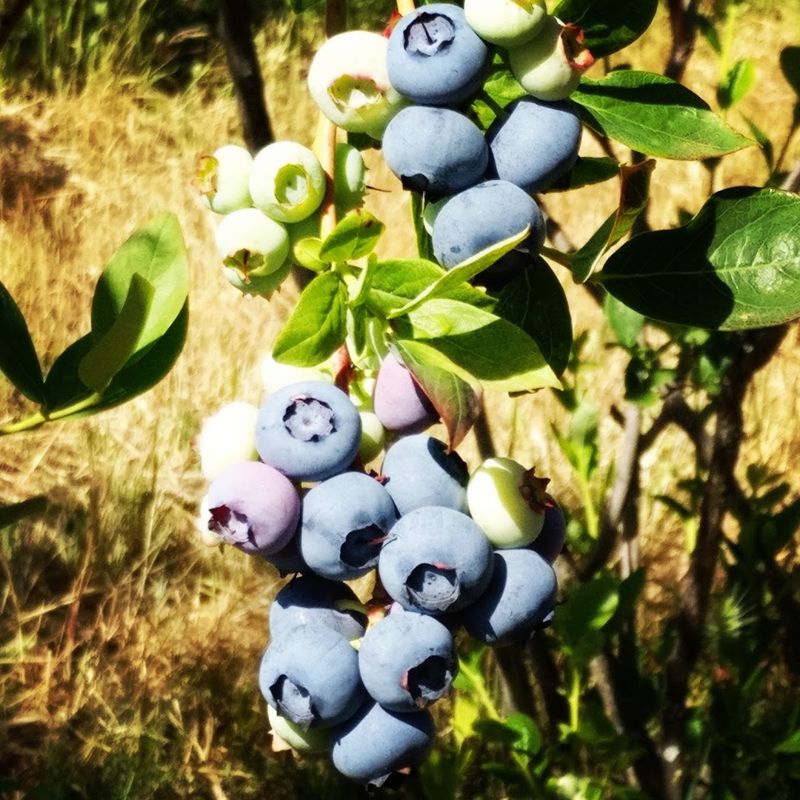 Visitors Pick Heritage Highbush Blueberry Varieties