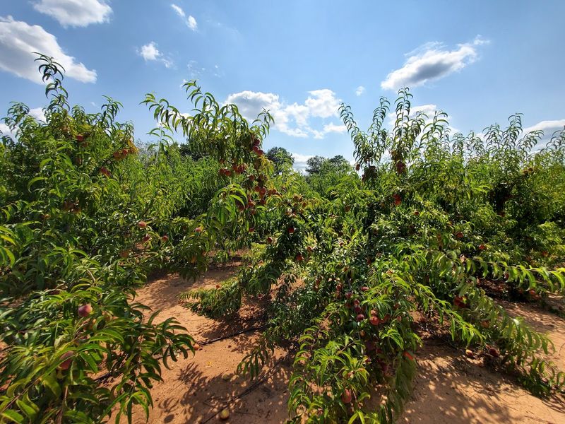 This Georgia Orchard Lets You Pick Juicy Asian Pears Straight From The Trees - Decor Hint 15 Acres Of Orchard That Rewards Every Step
