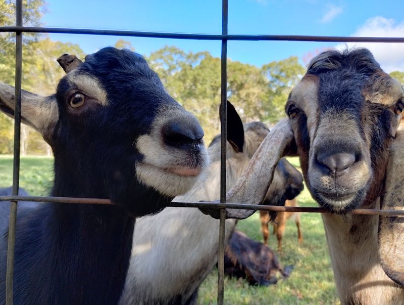 Split Creek Farm, Anderson