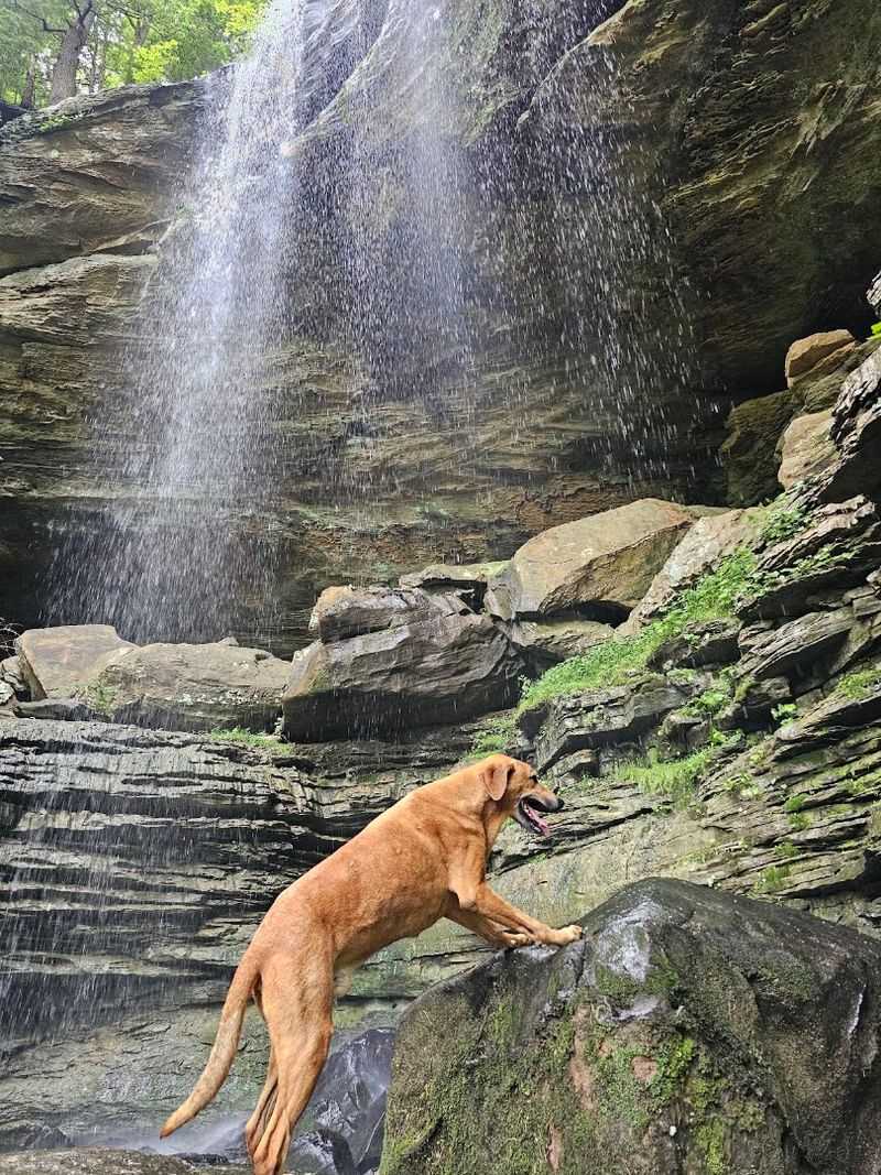 Anglin Falls, John B. Stephenson Memorial Forest State Nature Preserve, Berea