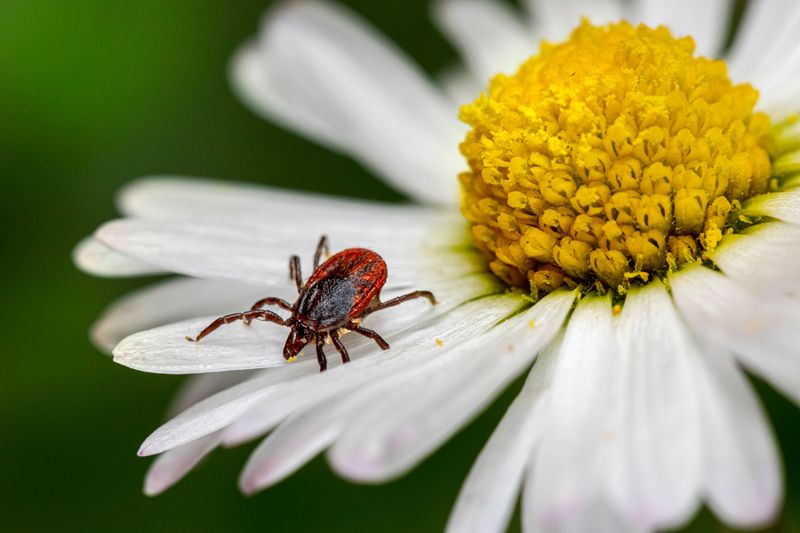 10 North Carolina Outdoor Spots Where Summer Hikers Should Stay Tick-Aware - Decor Hint Banner Elk Beech Mountain Area - Decor Hint