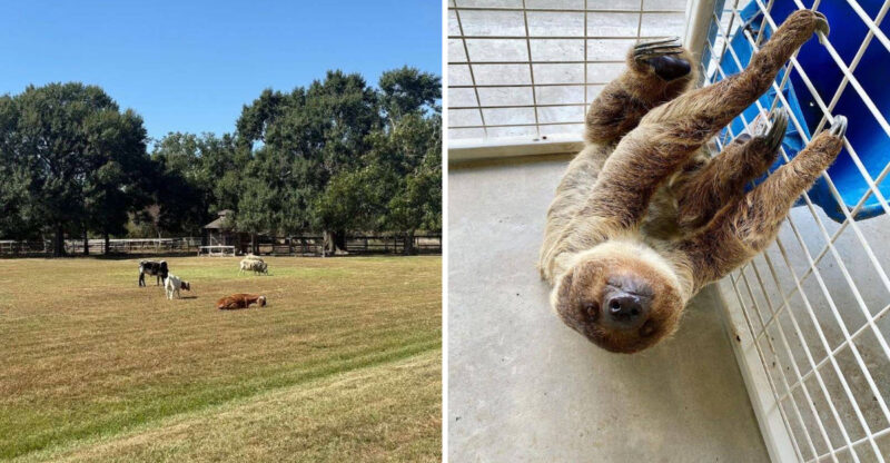 Barely Anyone Knows About This Texas Ranch With Hand-Fed Sloths