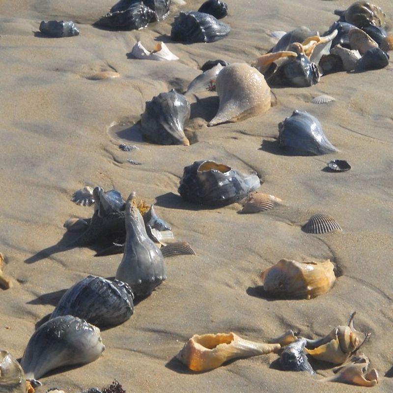 North Topsail Beach