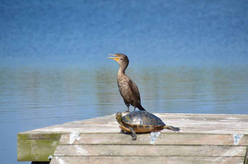Wildlife Encounters That Feel Completely Unscripted