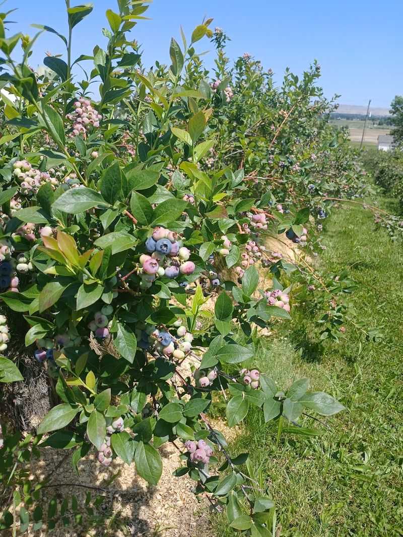 These Idaho Blueberry Farms Are Hitting Peak Picking Season With Buckets Ready - Decor Hint Suyehira Farm