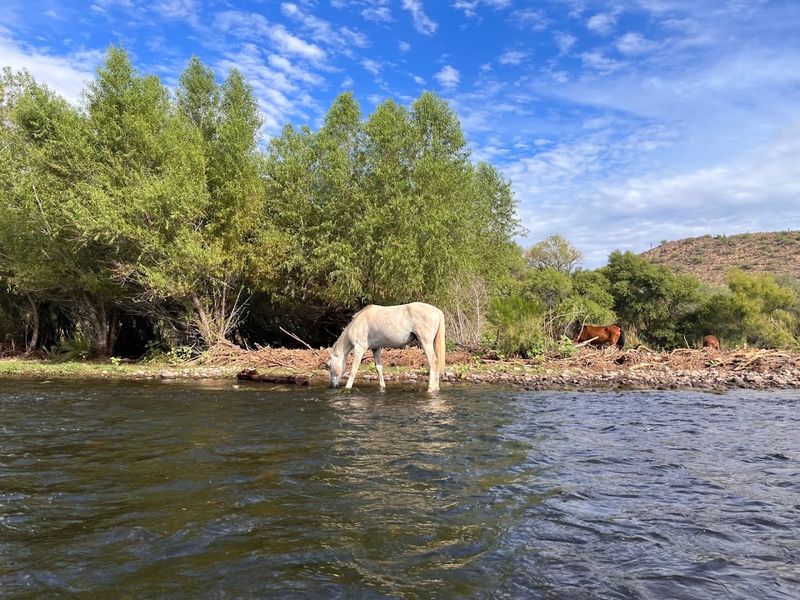 You Need To Experience This Arizona Nighttime Paddle At Least Once - Decor Hint Wildlife Encounters On The Water