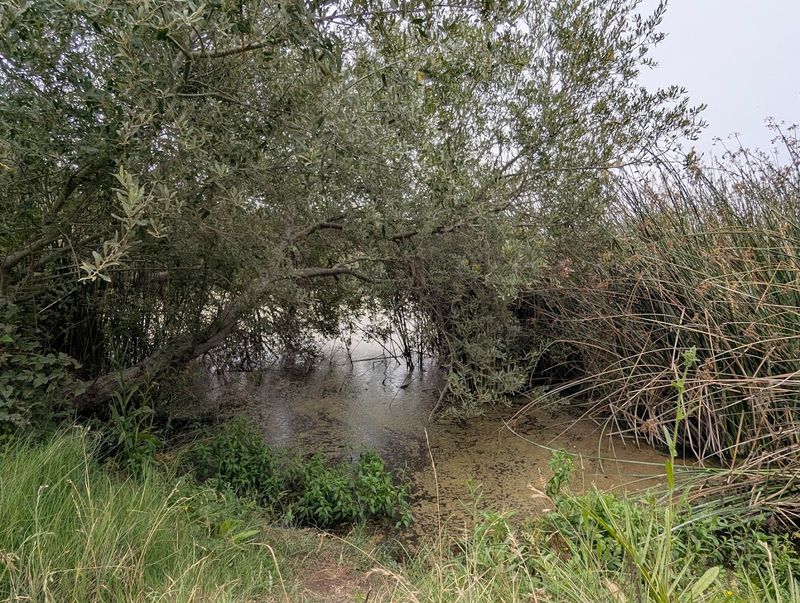 The Route Passes Through Shady Willow Trees