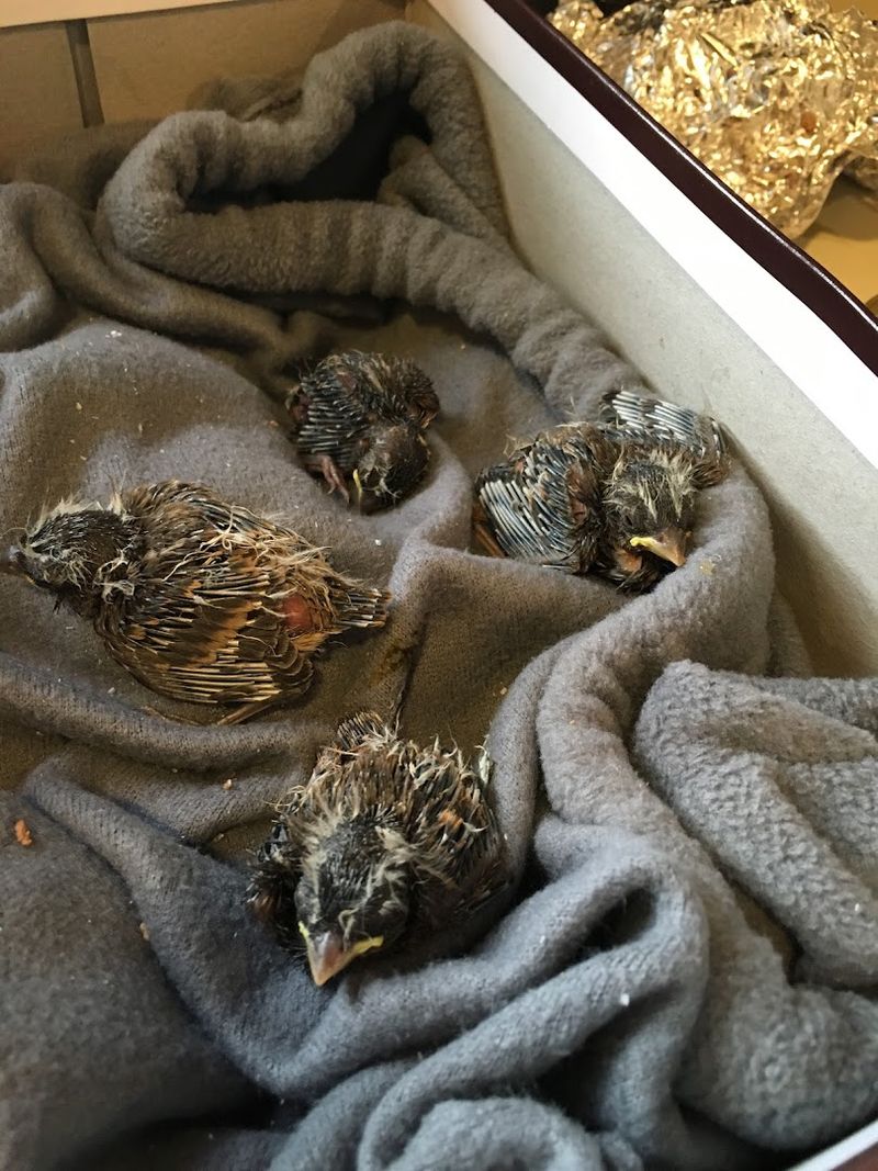 The Drop-Off Process For Injured Birds