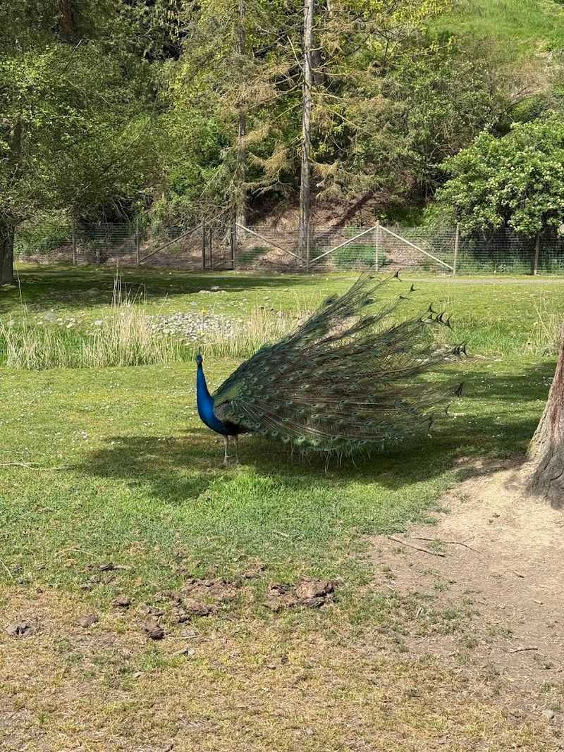 Peacocks, Emus, And Feathered Chaos