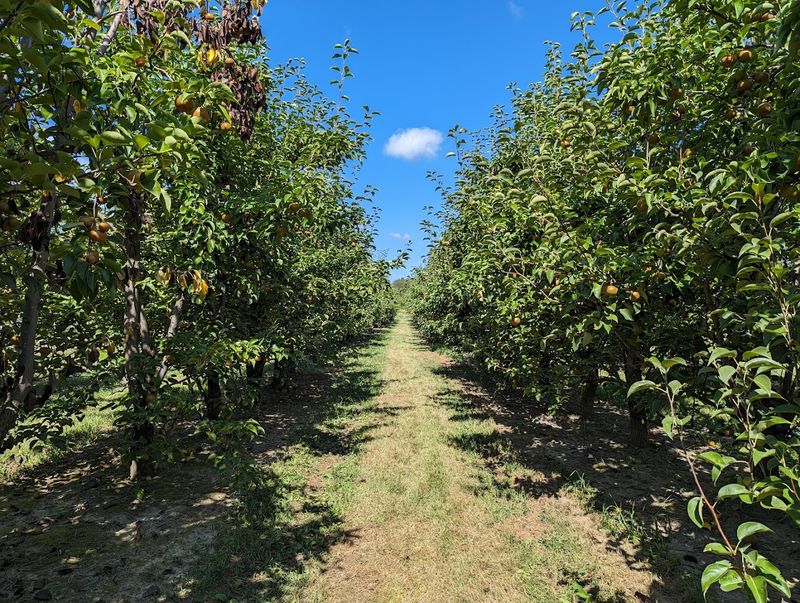 Wander The Rows When The Trees Are Heavy With Fruit