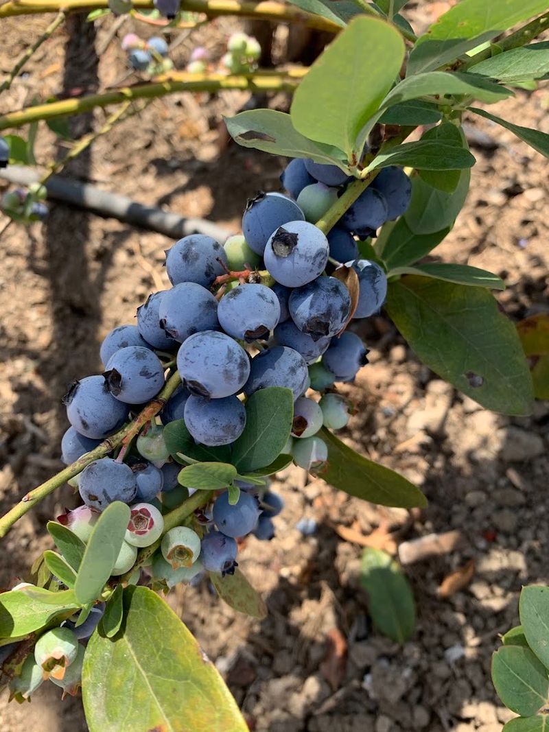 Blueberries Are A Major Early-Summer Attraction