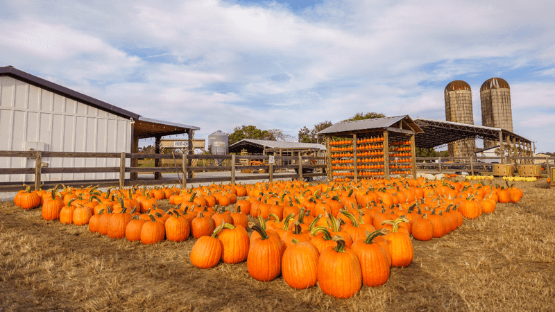 Cagle's Family Farm, Canton