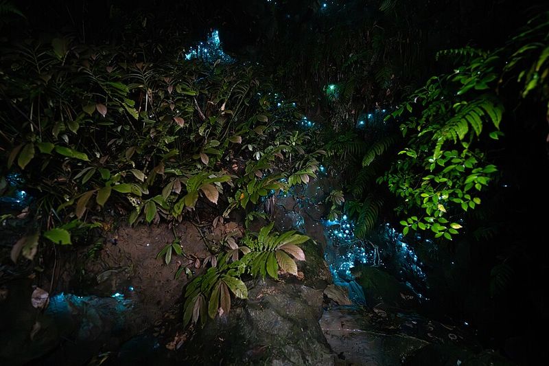 Glowworms Make The Ground Feel Alive Too