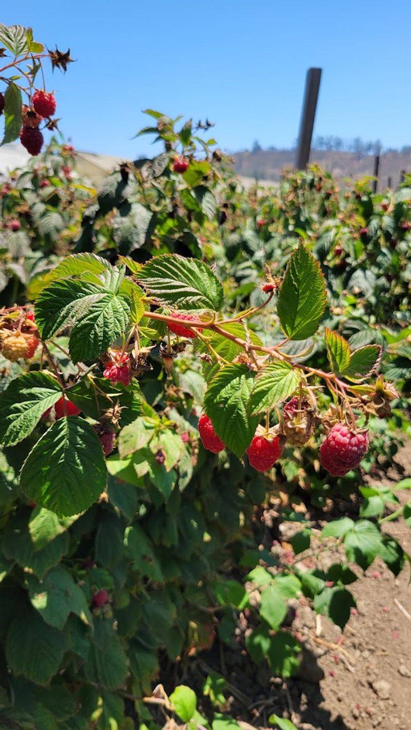 The Berries Cost Extra After Picking