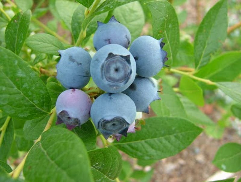 Fresh-Picked Blueberries That Taste Like Summer