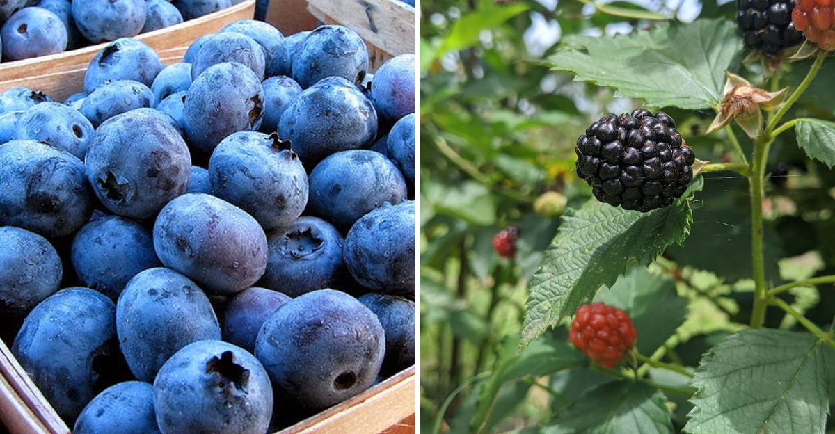 Blueberries Blackberries And Cold Homemade Ice Cream Are All Waiting At One South Georgia Farm - Decor Hint