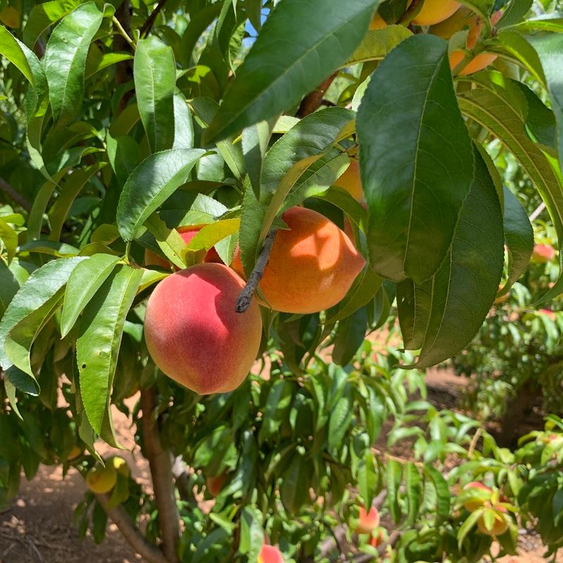 This Georgia Orchard Lets You Pick Juicy Asian Pears Straight From The Trees - Decor Hint How To Spot A Perfectly Ripe Asian Pear