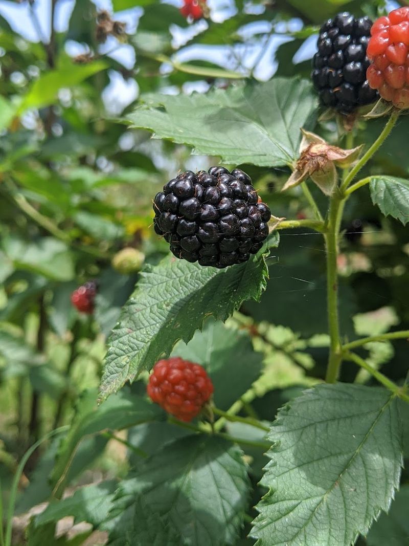 A Genuine Farm Stand Experience With Old-Fashioned Charm