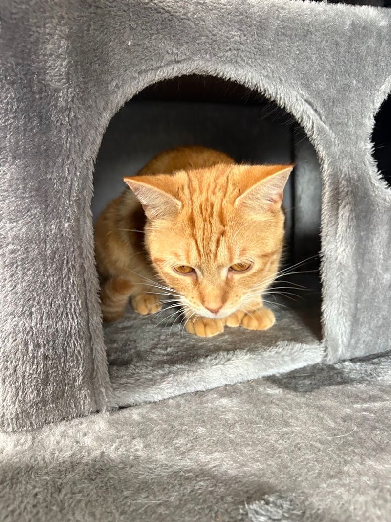 Adopting A Cat Here Is Special