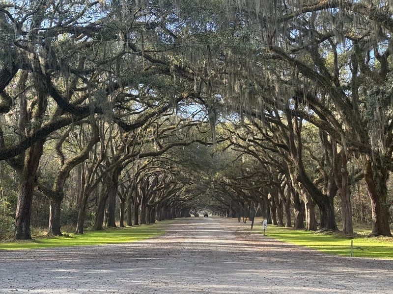 Wormsloe State Historic Site, Savannah