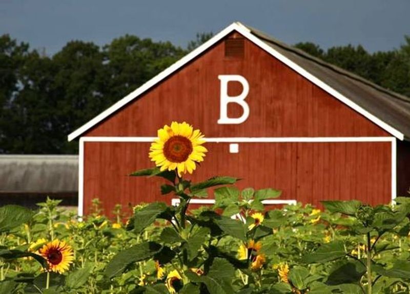 Easygoing Day On The Farm