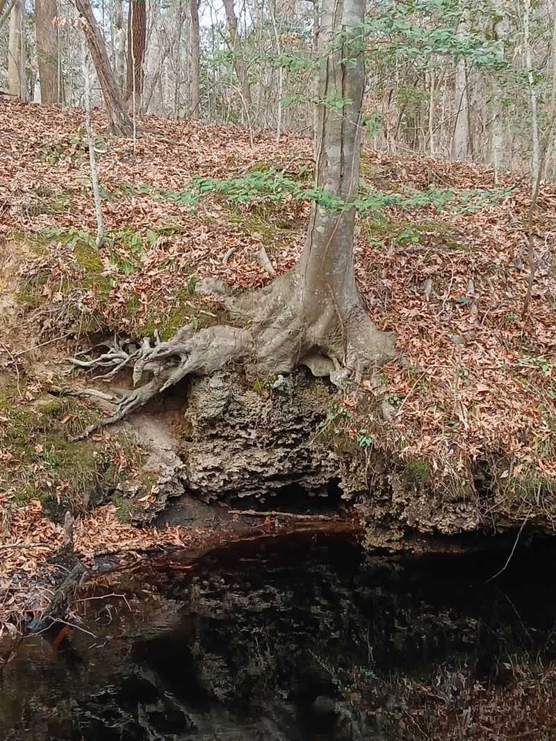 Notice How The Trees Make The Ancient Seafloor Feel Even Weirder
