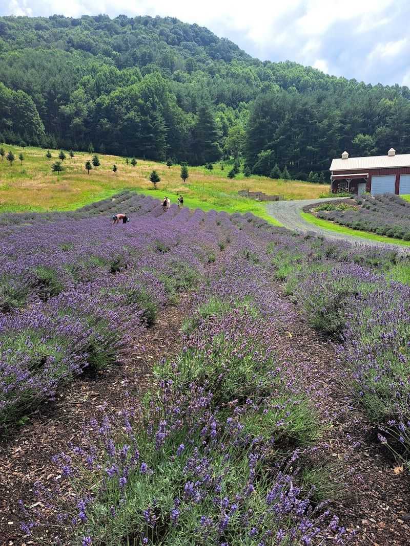 Find The Calm Spot Where Lavender Does The Talking
