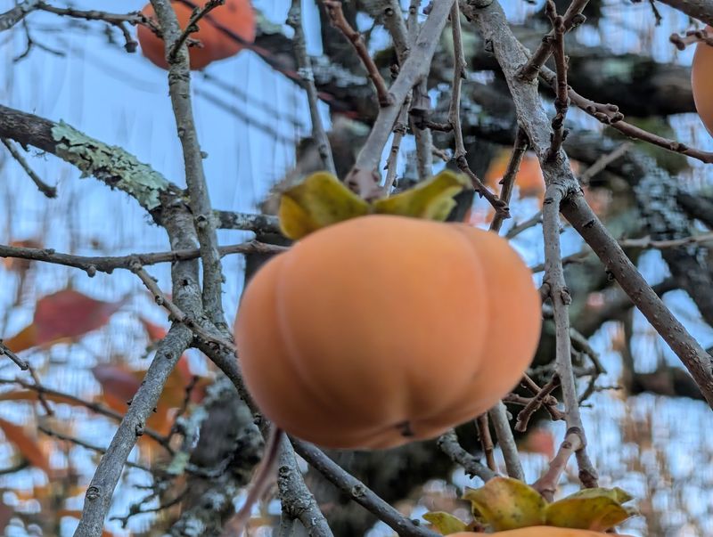 Return In Fall For Asian Pears, Persimmons, And Pineapple Guava