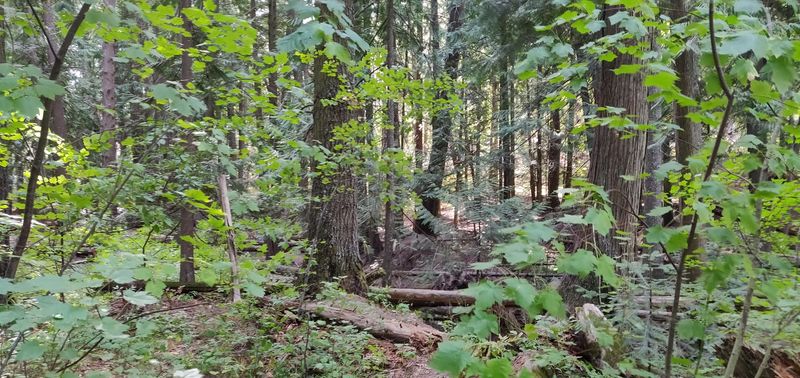 Look For Wildlife Without Leaving The Trail