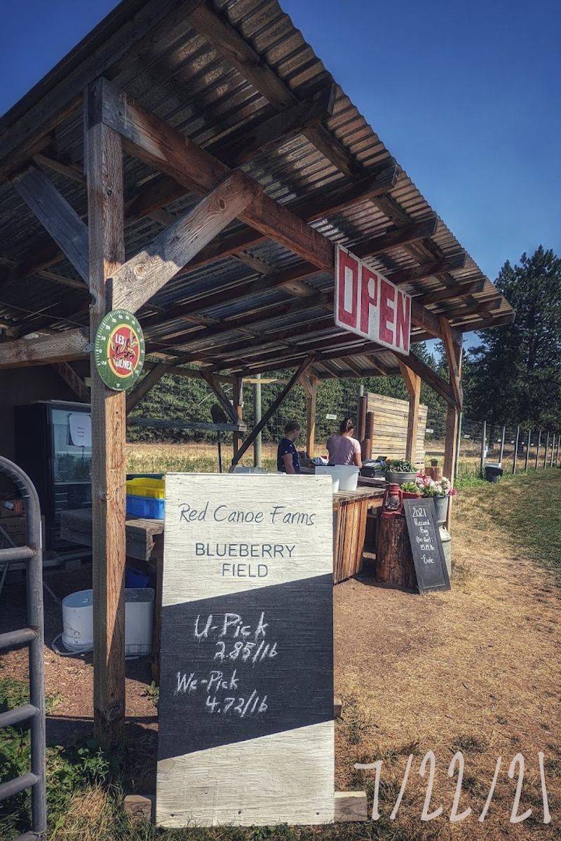 This North Idaho Farm Lets You Pick Eight Varieties Of Blueberries During Peak Summer - Decor Hint Buy Already-Picked Berries When You Are Short On Time