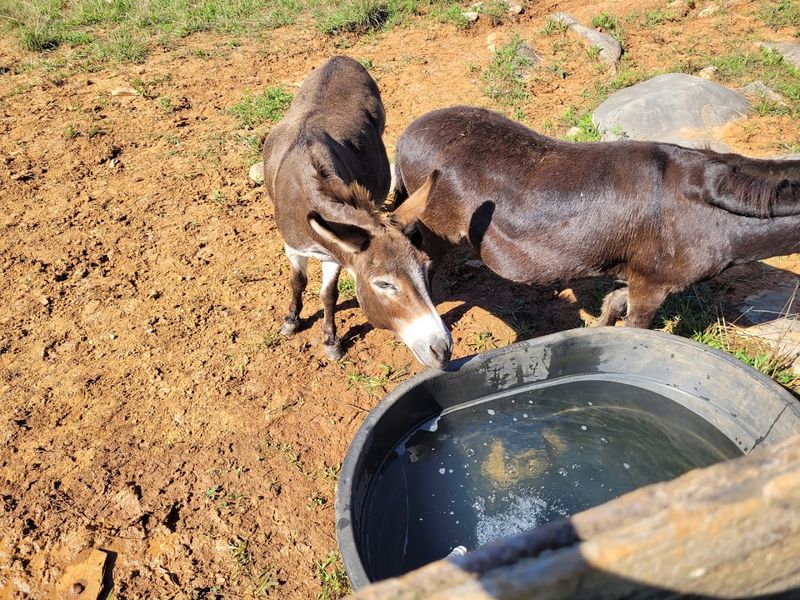 Tours, Events, And Ways To Support The Sanctuary