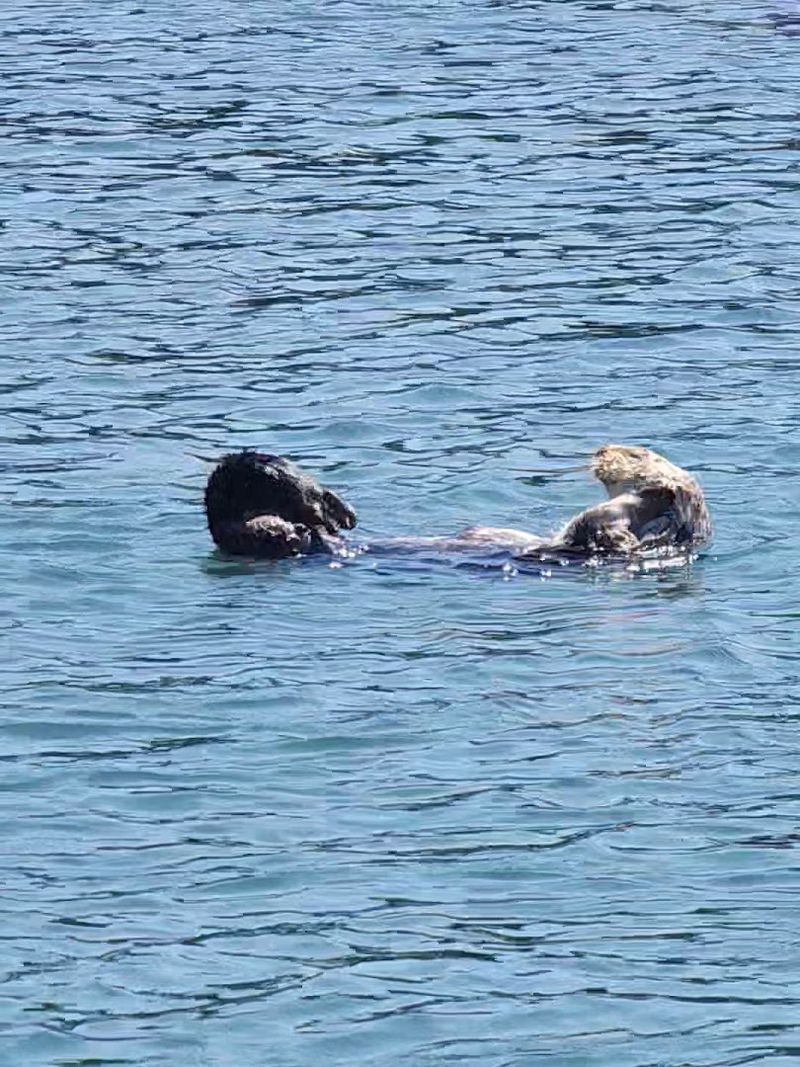 11 Gorgeous Northern California Day Trips You Can Take For Under $65 - Decor Hint Moss Landing and Elkhorn Slough (Monterey County)