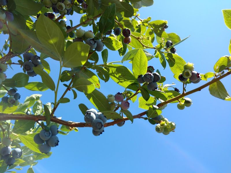 This North Idaho Farm Lets You Pick Eight Varieties Of Blueberries During Peak Summer - Decor Hint Learn Why Each Blueberry Variety Has Its Own Flavor