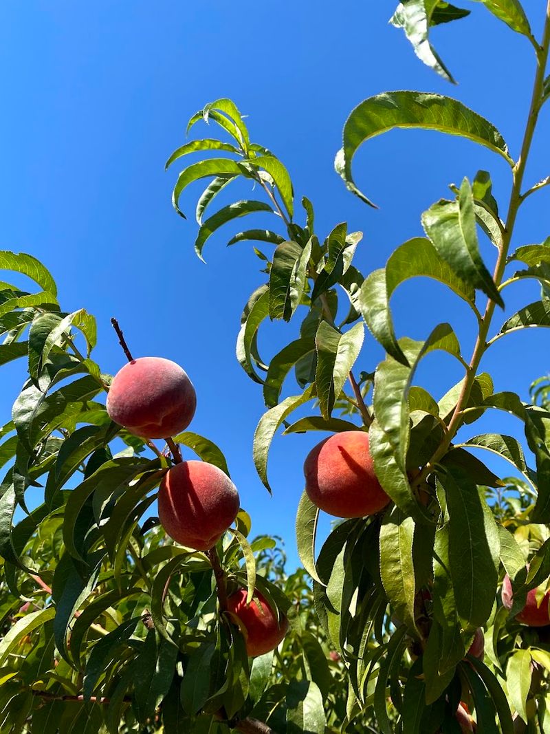 California Peach Season Is Here And These 10 Orchards Belong On Your Summer Road Trip - Decor Hint Moffatt Ranch, Brentwood