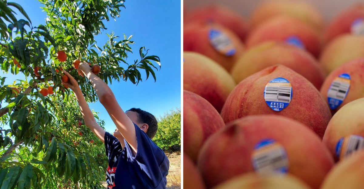 California Peach Season Is Here And These 10 Orchards Belong On Your Summer Road Trip - Decor Hint