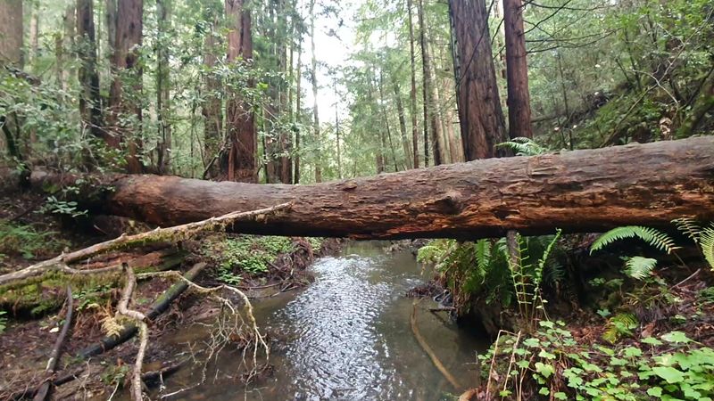 Walk Beneath The Redwoods On Little Butano Creek Trail