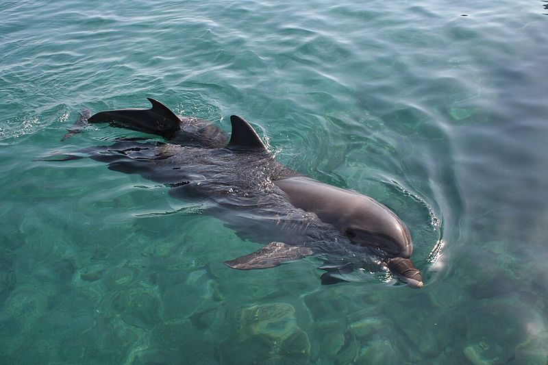 This Outer Banks Village Was Just Named America's Best Place To Spot Wild Dolphins - Decor Hint Morning Beach Walks Come With Real Fin-Spotting Potential