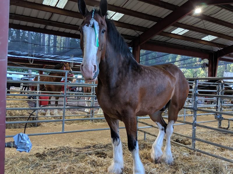 Meet Farm Animals Inside The Livestock Barns