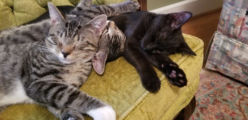 The Adoption Process Is Easier Than You Think