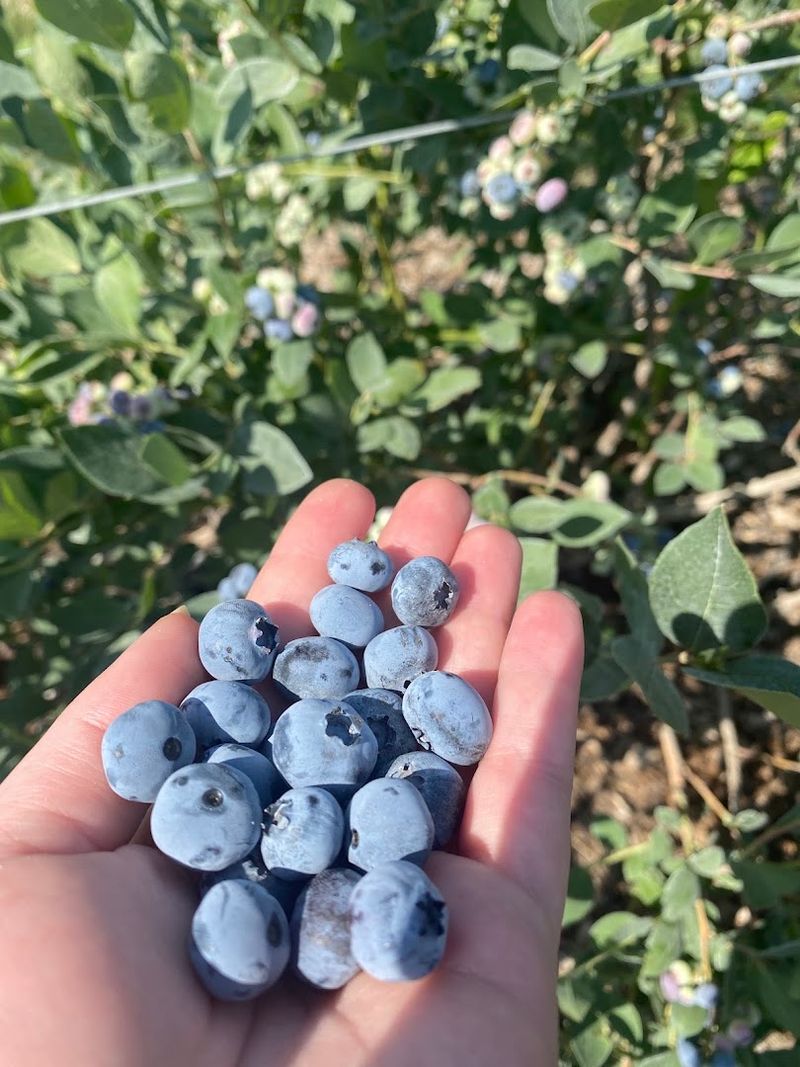 This North Idaho Farm Lets You Pick Eight Varieties Of Blueberries During Peak Summer - Decor Hint Turn A Simple Berry Run Into A North Idaho Summer Tradition