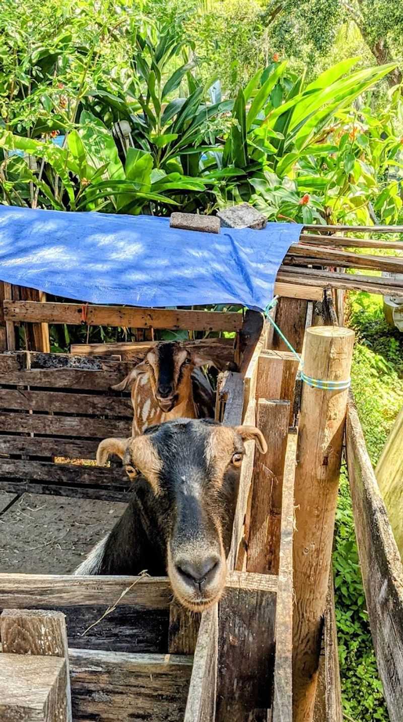 The Dancing Goat, Tampa